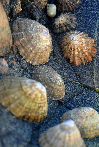 limpets